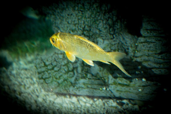 Beautiful colorful fish swims in the aquarium environment