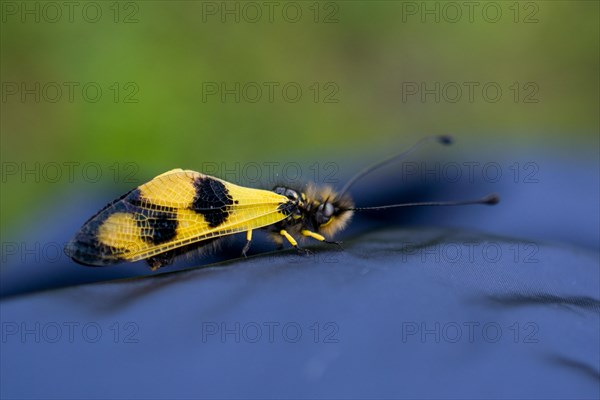 Yellow bug feeding on flowers in the nature