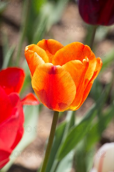 Outstanding colorful tulip flower bloom in the spring garden