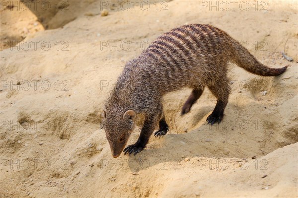 Banded mongoose as a Wild life animal walking on soil ground