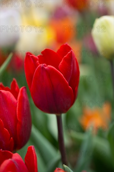 Outstanding colorful tulip flower bloom in the spring garden