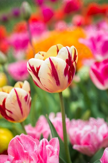 Outstanding colorful tulip flower bloom in the spring garden