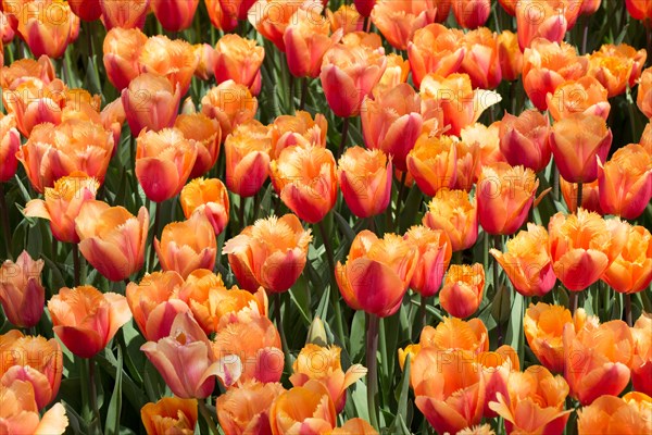 Colorful tulip flowers bloom in the spring garden