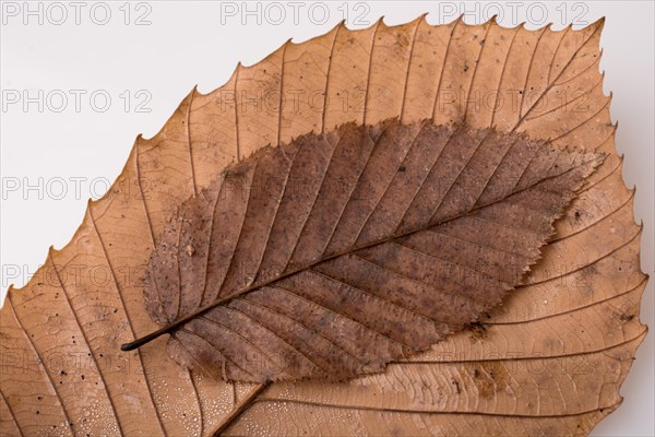 Beautiful dry autumn leaves placed on a white background