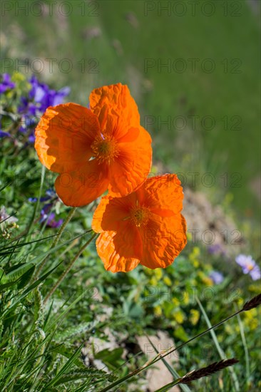 Beautiful Oriental poppy flowers in nature background