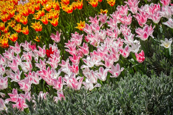 Colorful tulip flowers bloom in the garden