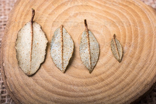 Dry green leaves on a a piece of wood on canvas