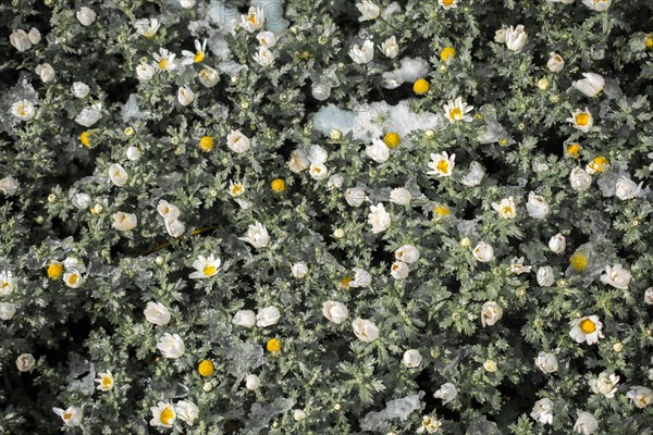 Early flowers oof the spring under snow in a garden