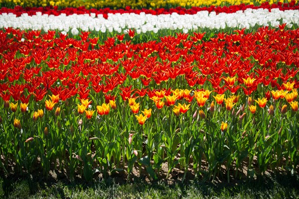 Red color Tulips Bloom in Spring in garden