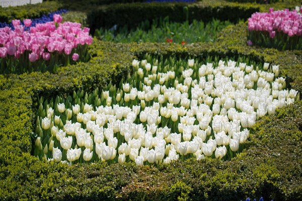 White color Tulips Bloom in Spring in garden