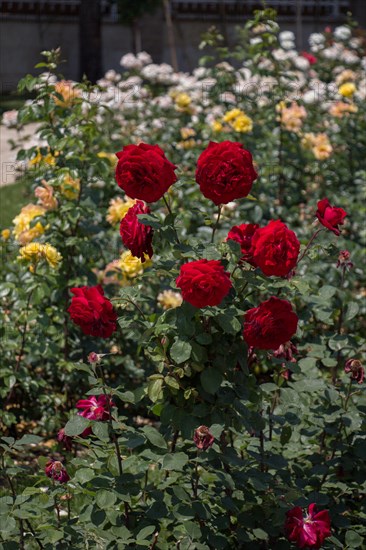 Blooming beautiful bunch of roses in spring garden