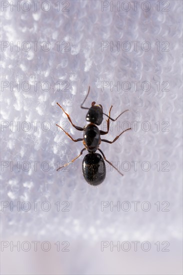 Ant walk on white color fabric