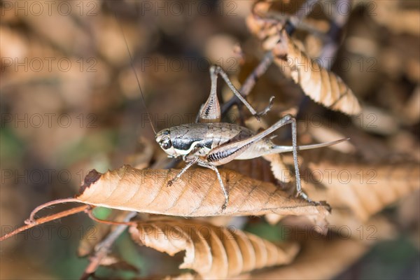 Grasshopper in open air on nature background