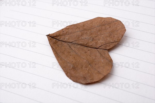 Heart shaped cut leaf placed on paper