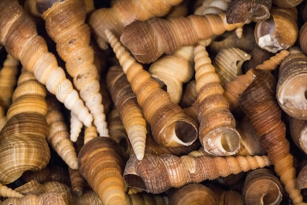 Same type of sea shells collected for decorative purposes