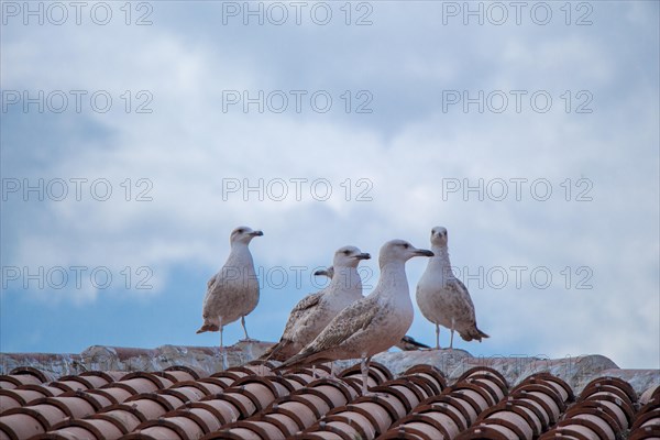 Single seagull is sitting on the roof