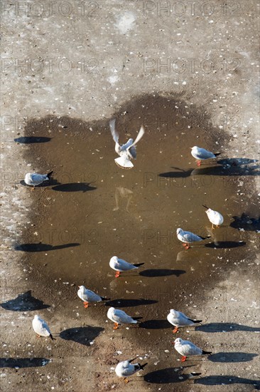 Seagulls live in the urban environment