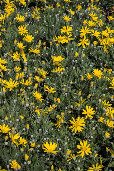 Blooming spring flowers as a colorful background