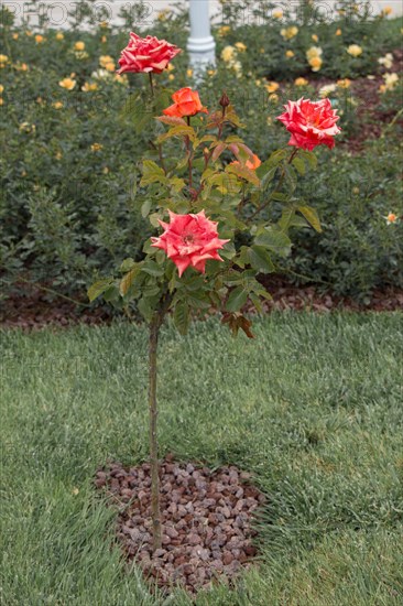 Rose tree with pink roses in a rose garden