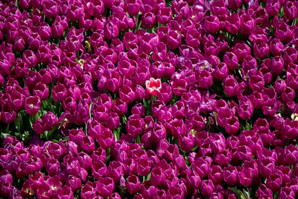 Colorful tulip flowers as a background