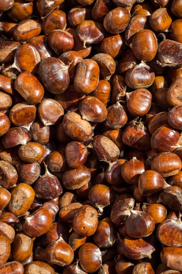 Raw fresh sweet chestnut for ready for sale