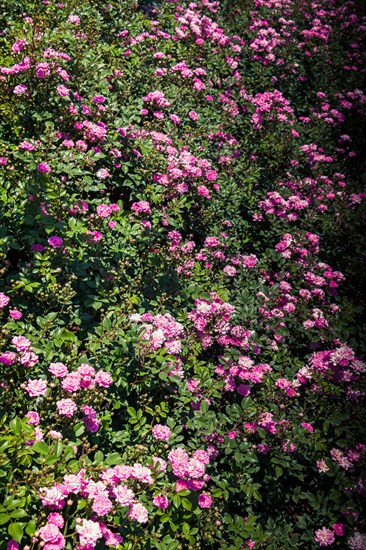 Beautiful colorful rose background