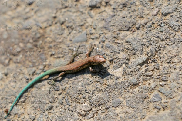 Small beautiful and colorful lizard with greenish tail on rocky road