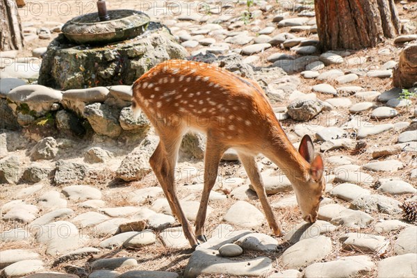 Gazelle walking in the zoo on the background covered with stones