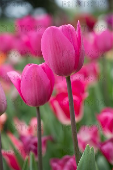 Outstanding colorful tulip flower bloom in the spring garden