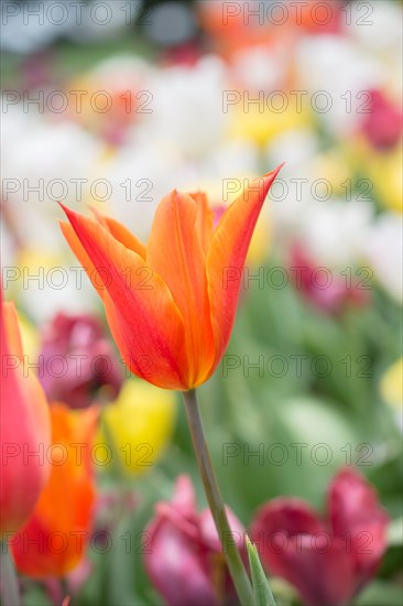 Outstanding colorful tulip flower bloom in the spring garden