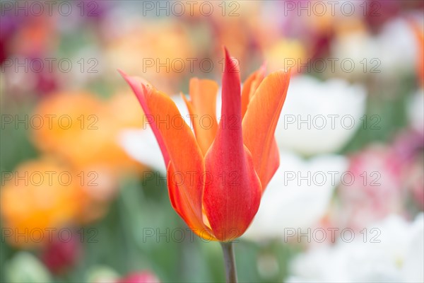 Outstanding colorful tulip flower bloom in the spring garden