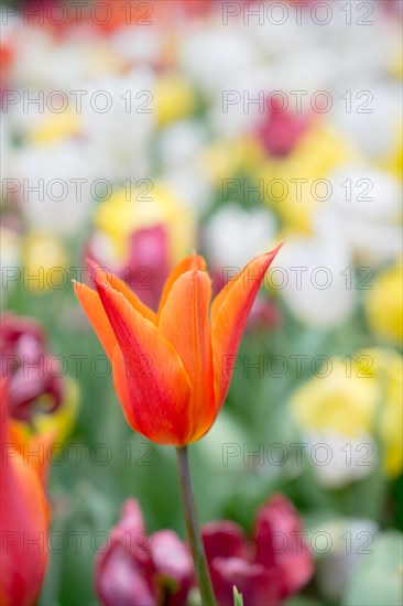 Outstanding colorful tulip flower bloom in the spring garden