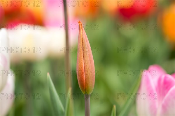 Outstanding colorful tulip flower bloom in the spring garden