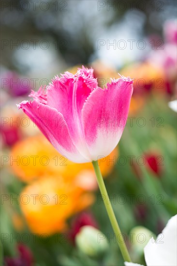 Outstanding colorful tulip flower bloom in the spring garden