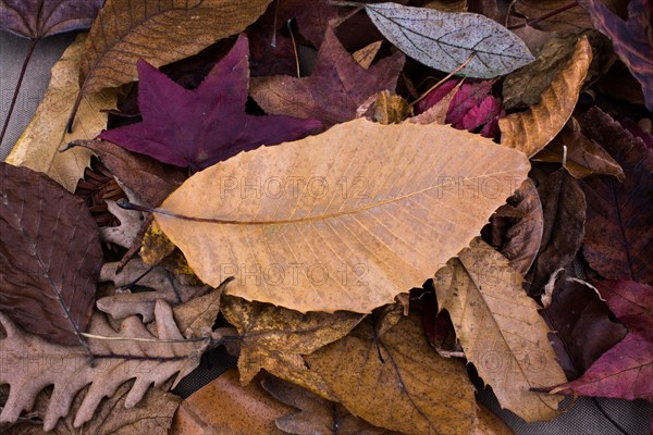 Beautiful dry leaves as an autumn background