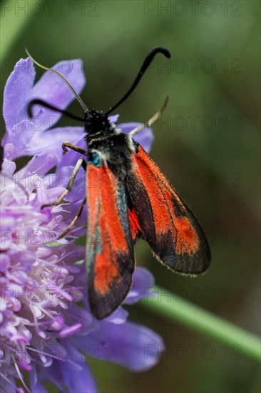 Red bug feeding on flowers in the nature