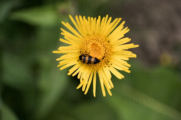 Red bug feeding on flowers in the nature