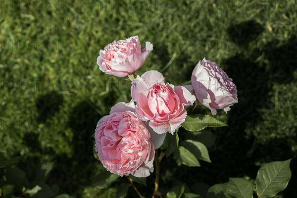 Blooming beautiful bunch of roses in spring garden