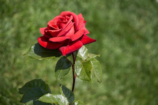 Beautiful colorful Rose Flower on garden background