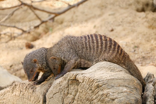 Banded mongoose as a Wild life animal walking on soil ground