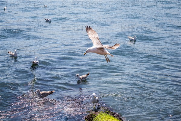 Seagull are in water of the sea