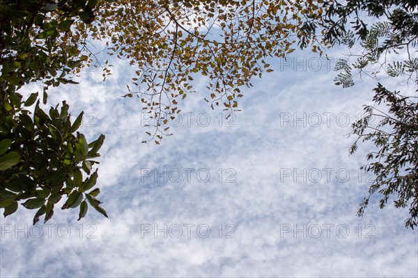 Tree leaves as floral nature background texture on blue cloudy sky