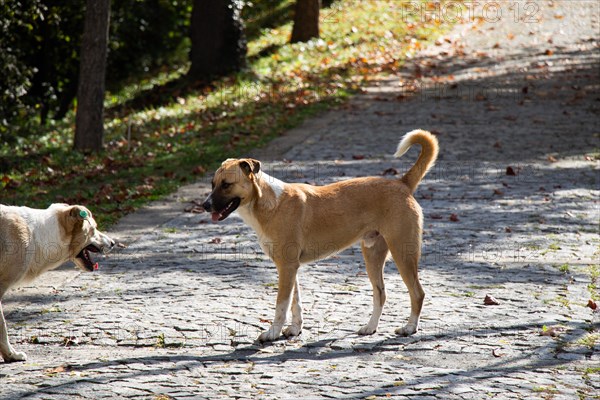 Homeless stray dogs in view as omestic animal concept