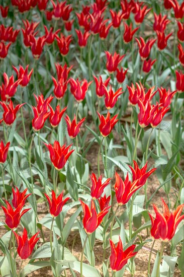 Blooming colorful tulip flowers in garden as floral background