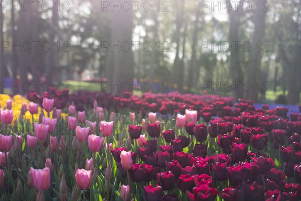 Tulip garden full of various colors of tulips in spring