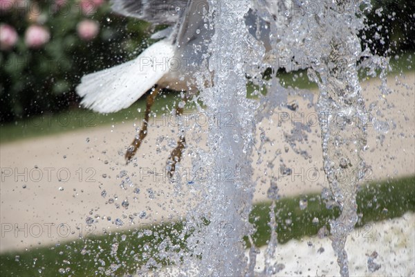 Seagull by the fountain in the rose garden