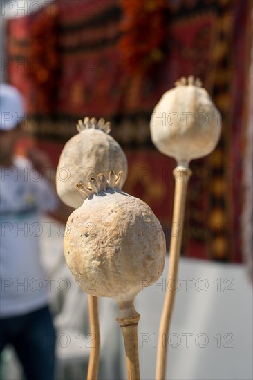 Dried poppy heads seen in view