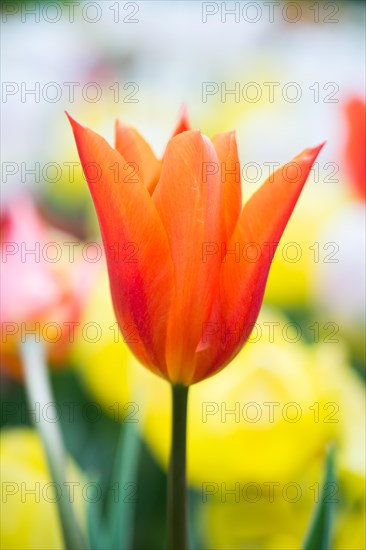Beautiful tulips flower for postcard beauty concept design