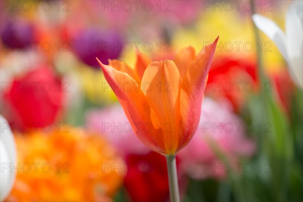 Outstanding colorful tulip flower bloom in the spring garden