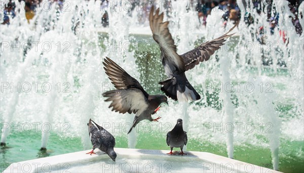 Thirsty pigeons drink water on a hot day at the fountain